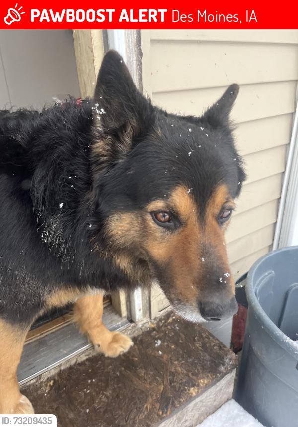 Lost Male Dog last seen E grand Ave, Des Moines, IA 50317