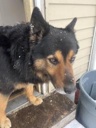 Lost Male Dog last seen E grand Ave, Des Moines, IA 50317