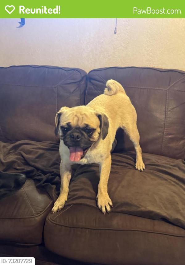 Reunited Female Dog last seen Basic st and Magnesium St, Henderson, NV 89015