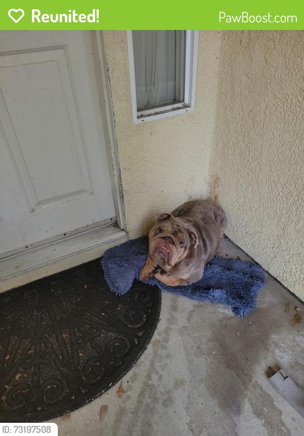Reunited Male Dog last seen Los Arbolitos Blvd and Pala Dr, Oceanside, CA 92058