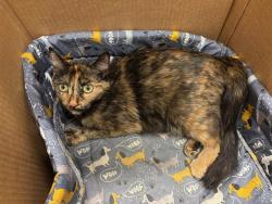 Shelter Stray Female Cat last seen , 4275 Elton St, Baldwin Park, CA 91706, USA