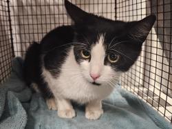 Shelter Stray Female Cat last seen , 14409 Vanowen St, Van Nuys, CA 91405, USA