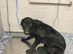 Shelter Stray Male Dog last seen BENNETT RD/ DILLON RD, 72050 Pet Land Pl, Thousand Palms, CA 92276, USA