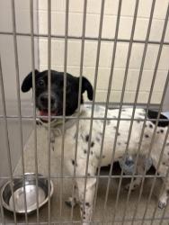 Shelter Stray Female Dog last seen Near BLOCK W MEADOW WOOD WAY, 4522 W 3500 S, West Valley City, UT 84120, USA