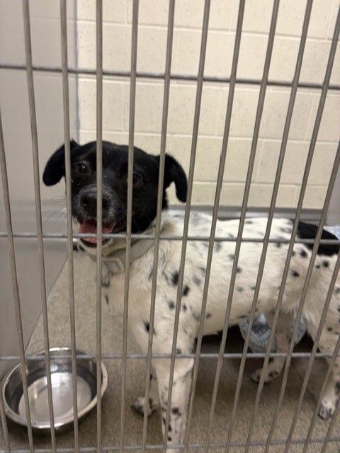 Shelter Stray Female Dog last seen Near BLOCK W MEADOW WOOD WAY, 4522 W 3500 S, West Valley City, UT 84120, USA