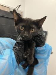 Shelter Stray Male Cat last seen Near BLOCK E PLYMOUTH WAY, FRESNO CA 93720 5459, 5277 E Airways Blvd, Fresno, CA 93727, USA
