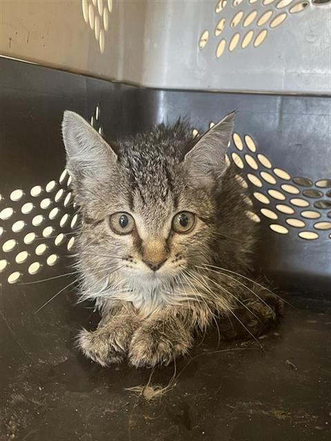 Shelter Stray Male Cat last seen Near BLOCK FULTON ST, FRESNO CA 93721 2816, 5277 E Airways Blvd, Fresno, CA 93727, USA