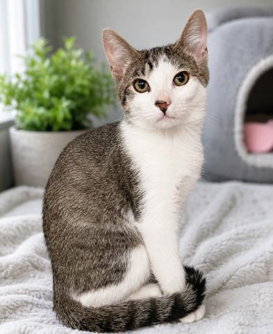 Shelter Stray Male Cat last seen , 3201 Lacy St, Los Angeles, CA 90031, USA