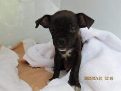 Shelter Stray Male Dog last seen 339TH AND INDIAN SCHOOL, 5501 E Van Buren St, Phoenix, AZ 85008, USA