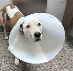 Shelter Stray Male Dog last seen N SCOTTSDALE RD AND E MCKELLIPS RD, 5501 E Van Buren St, Phoenix, AZ 85008, USA