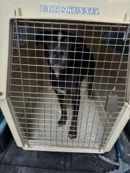Shelter Stray Male Dog last seen Near BLOCK PARKER AVE, 3528 Newburg Rd, Louisville, KY 40218, USA