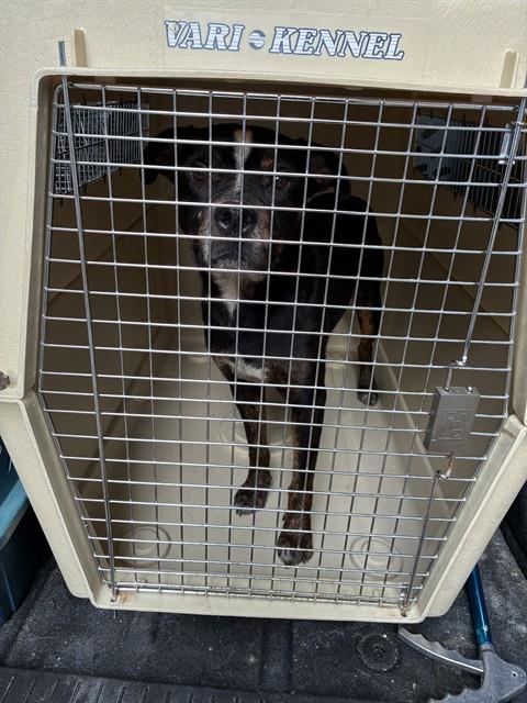 Shelter Stray Male Dog last seen Near BLOCK PARKER AVE, 3528 Newburg Rd, Louisville, KY 40218, USA