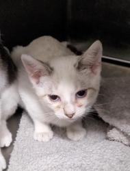 Shelter Stray Male Cat last seen , 1850 W 60th St, Los Angeles, CA 90047, USA