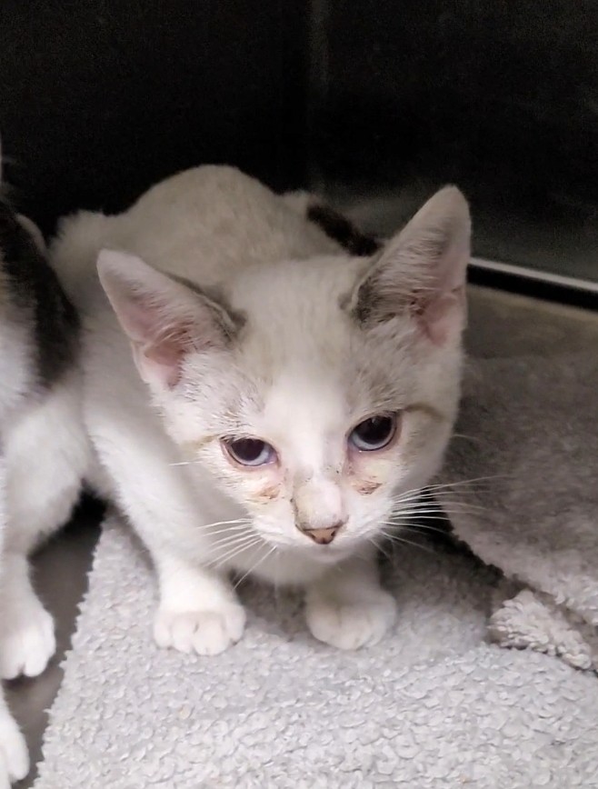 Shelter Stray Male Cat last seen , 1850 W 60th St, Los Angeles, CA 90047, USA