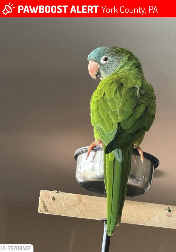 Lost Male Bird last seen Cross street Jodi Ln & Nicole Ct, York County, PA 17315