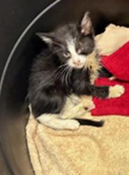 Shelter Stray Female Cat last seen Near BLOCK RIVERDALE AVE, 12155 Park Blvd, Brighton, CO 80601, USA