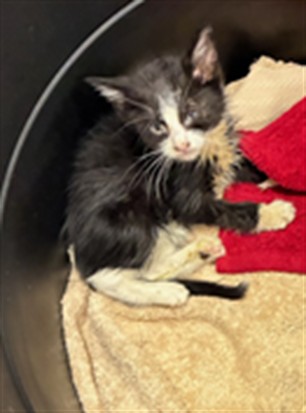 Shelter Stray Female Cat last seen Near BLOCK RIVERDALE AVE, 12155 Park Blvd, Brighton, CO 80601, USA
