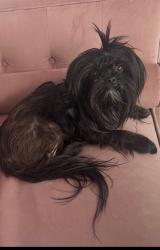 Lost Male Dog last seen Bork Memorial Drive and Pattentown Rd intersection, Ooltewah, TN 37363