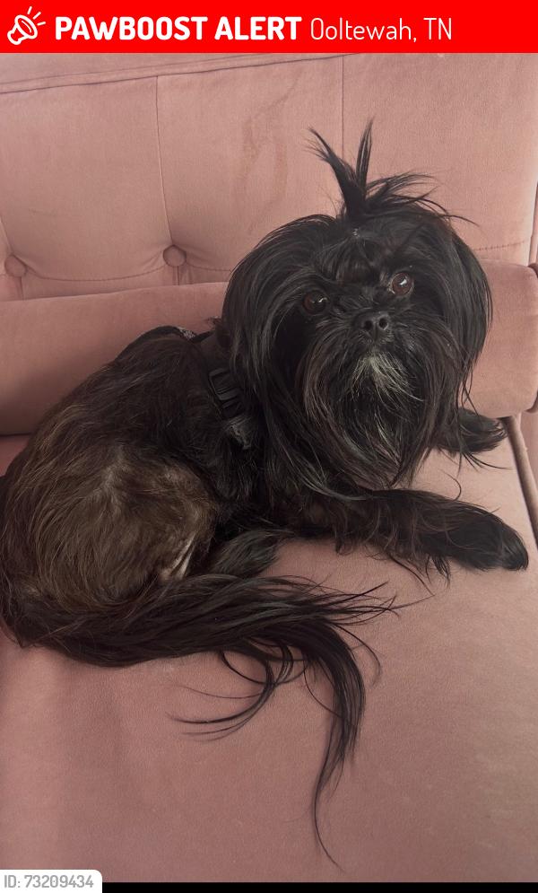 Lost Male Dog last seen Bork Memorial Drive and Pattentown Rd intersection, Ooltewah, TN 37363