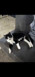 Lost Female Cat last seen The Walmart on W Wellesley Ave, Spokane, WA 99205