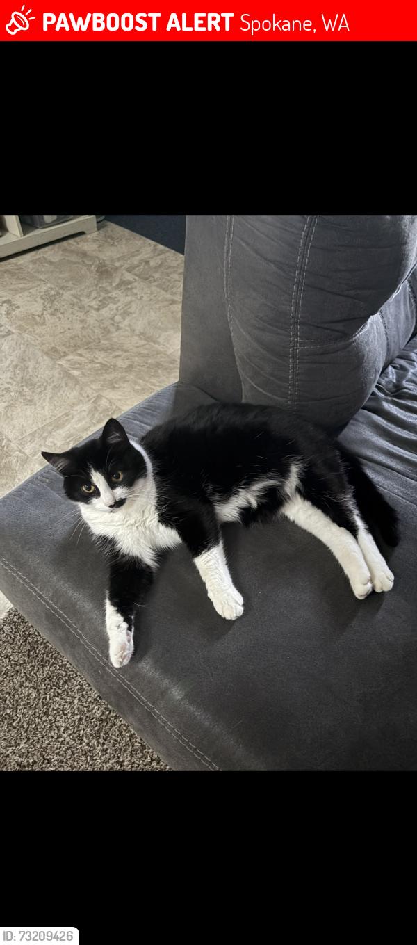 Lost Female Cat last seen The Walmart on W Wellesley Ave, Spokane, WA 99205