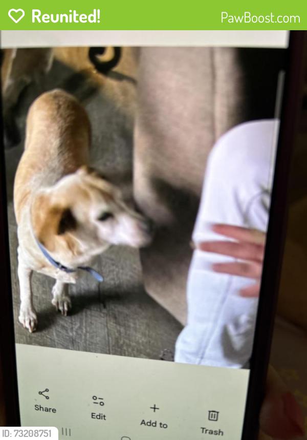 Reunited Male Dog last seen Pine bluff and ferguson, Dallas, TX 75228