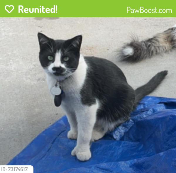 Reunited Female Cat last seen Near N Steele st, Denver, CO 80205