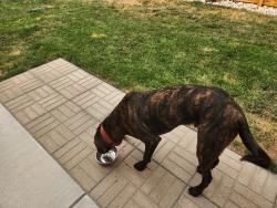 Reunited Male Dog last seen Bates ave and Flanders, Aurora, CO 80013