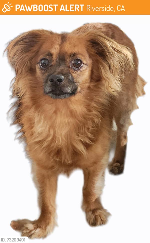 Found/Stray Unknown Dog last seen Indiana and Shandell Ct, Riverside, CA 92503