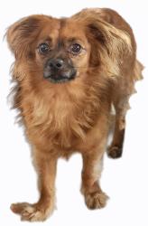 Found/Stray Unknown Dog last seen Indiana and Shandell Ct, Riverside, CA 92503