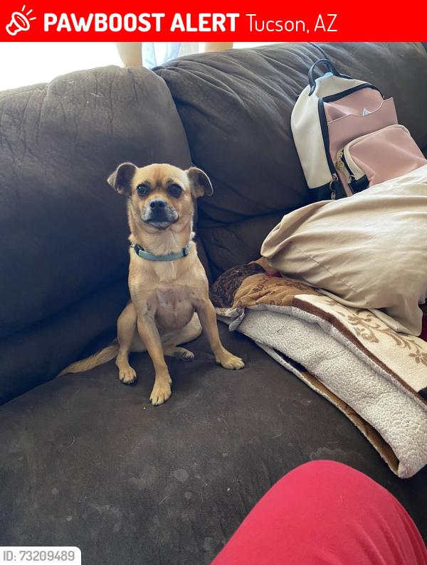 Lost Female Dog last seen Stella Mann and kold, Tucson, AZ 85730