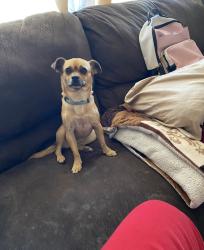Lost Female Dog last seen Stella Mann and kold, Tucson, AZ 85730