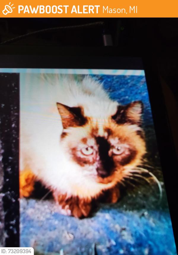 Found/Stray Unknown Cat last seen Between kelly rd and Hawley rd mason mi, Mason, MI 48854