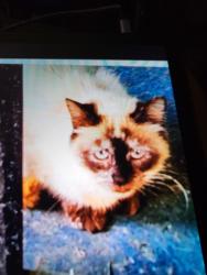 Found/Stray Unknown Cat last seen Between kelly rd and Hawley rd mason mi, Mason, MI 48854
