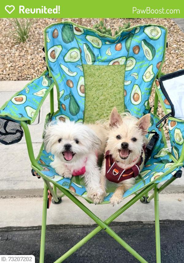Reunited Male Dog last seen Meranto, Serene and Ft. Apache, Las Vegas, NV 89178