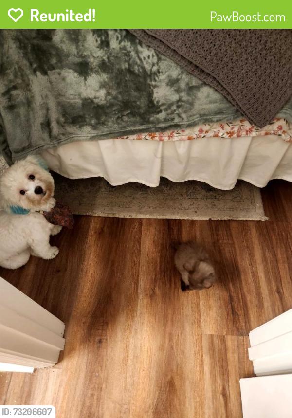 Reunited Female Dog last seen Kings Grant Golf and Country Club, Fayetteville, NC 28311