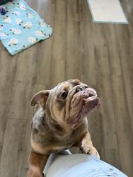 Reunited Male Dog last seen Los Arbolitos and Pala Rd Oceanside, Oceanside, CA 92058