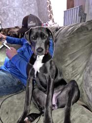 Lost Female Dog last seen Peoria county animal protection services, Peoria, IL 61603