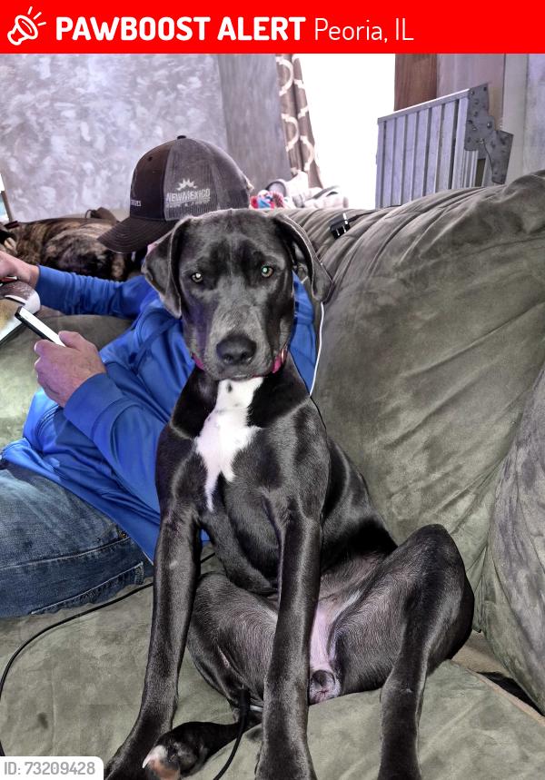 Lost Female Dog last seen Peoria county animal protection services, Peoria, IL 61603
