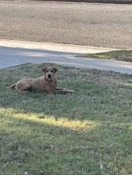 Reunited Male Dog last seen Mayfield Ave near Hillside School, San Bernardino, CA 92407