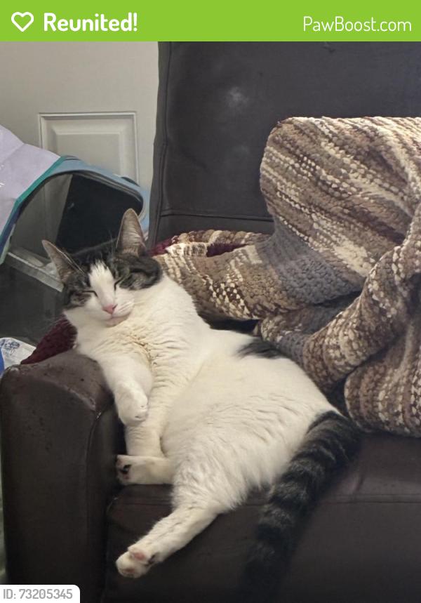 Reunited Female Cat last seen Near New Zealand Rd, Seabrook NH, Seabrook, NH 03874