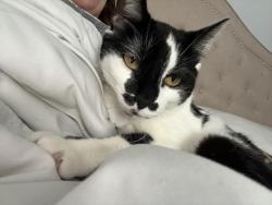 Reunited Female Cat last seen Btw Clague and Walter in Deerfield ests, North Olmsted, OH 44070