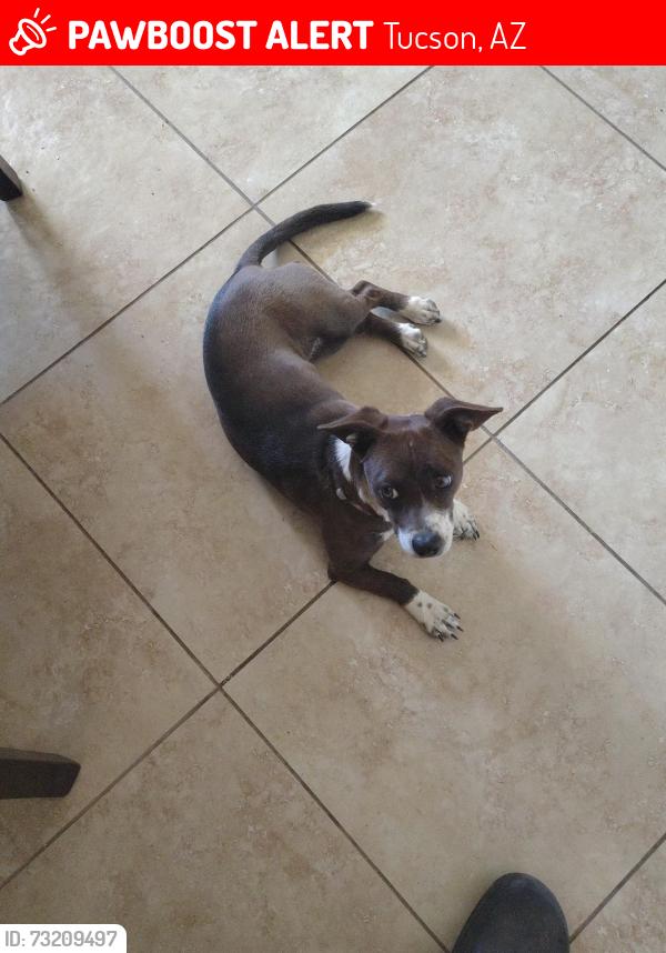 Lost Female Dog last seen Prince and First, Tucson, AZ 85719