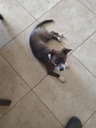 Lost Female Dog last seen Prince and First, Tucson, AZ 85719