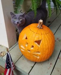 Lost Male Cat last seen Near Graymist Dr., Charlotte NC, Charlotte, NC 28215