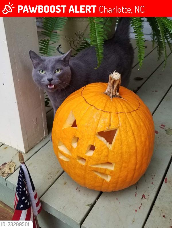 Lost Male Cat last seen Near Graymist Dr., Charlotte NC, Charlotte, NC 28215