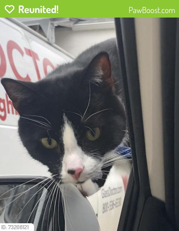 Reunited Male Cat last seen Lakeshore Blvd and Seminole Trail, Mentor-on-the-Lake, OH 44060