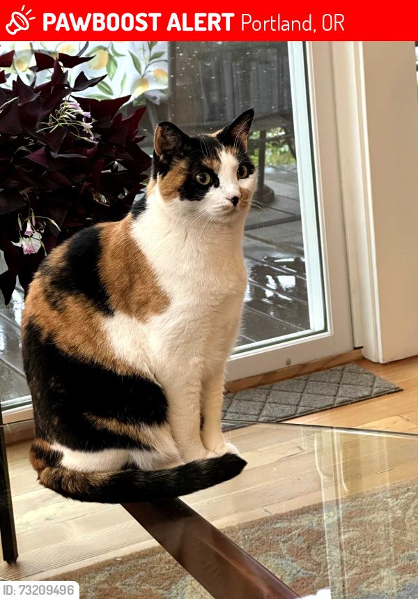 Lost Female Cat last seen Fulton Park Blvd and Corbett Ave, Portland, OR 97219
