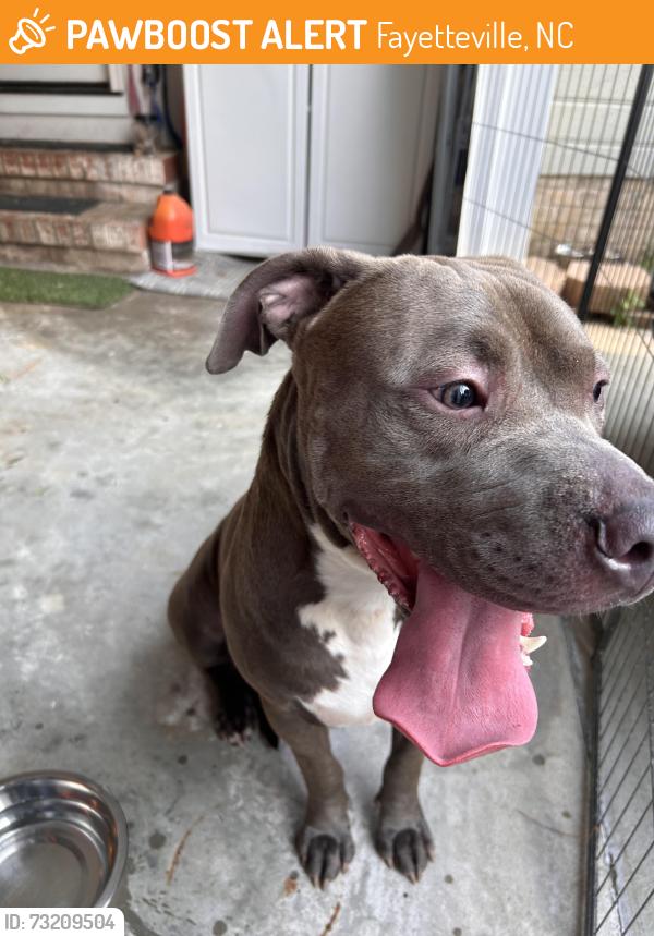 Found/Stray Male Dog last seen Beaver run neighborhood off of cliffdale, Fayetteville, NC 28304
