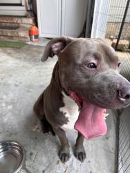 Found/Stray Male Dog last seen Beaver run neighborhood off of cliffdale, Fayetteville, NC 28304